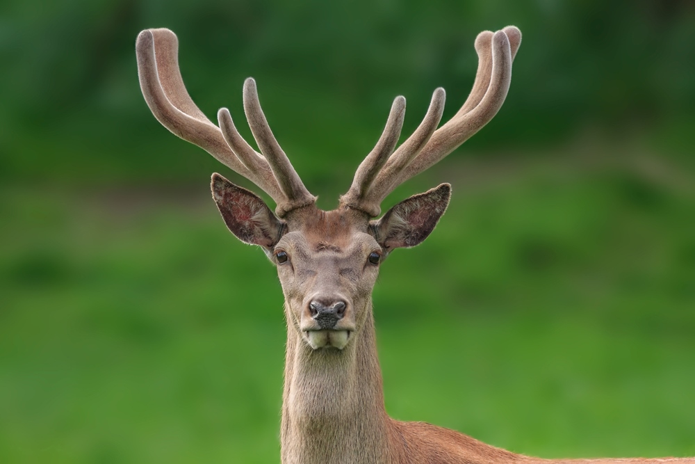 Deer Antler Velvet Overview - Deer Antler Velvet